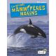 LES MAMMIFERES MARINS