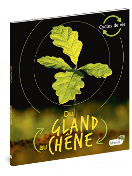 DU GLAND AU CHENE