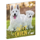 DU CHIOT AU CHIEN