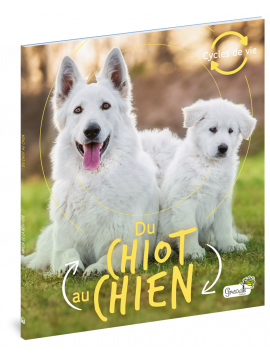 DU CHIOT AU CHIEN