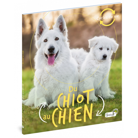 DU CHIOT AU CHIEN